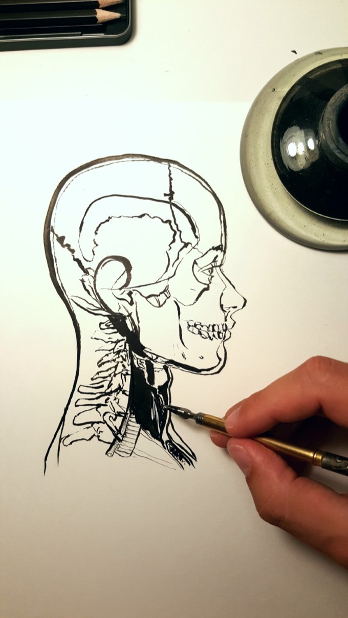 Anatomical ink drawing of a human head and neck in progress